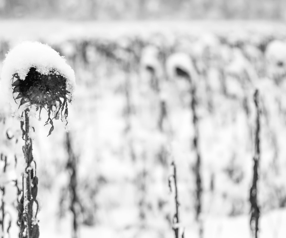 Обои снег, растения, зима, осень, чёрно-белое, подсолнух, подсолнухи, snow, plants, winter, autumn, black and white, sunflower, sunflowers разрешение 2048x1126 Загрузить