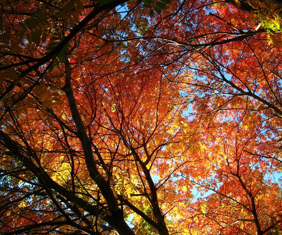 Обои деревья, солнце, листья, осень, рябина, trees, the sun, leaves, autumn, rowan разрешение 3648x2736 Загрузить