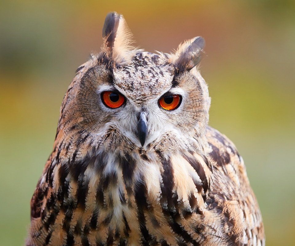 Обои сова, природа, фон, взгляд, размытость, птица, боке, филин, owl, nature, background, look, blur, bird, bokeh разрешение 4826x3619 Загрузить