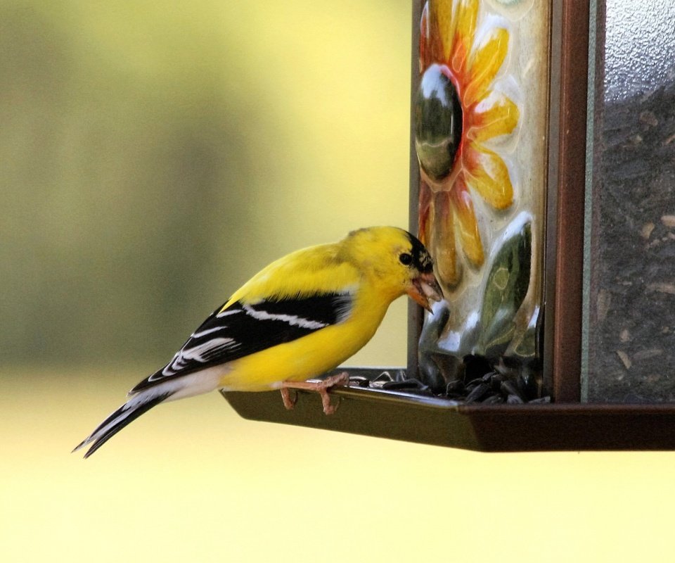 Обои птица, клюв, щегол, кормушка, птаха, american goldfinch, bird, beak, goldfinch, feeder, the american goldfinch разрешение 1920x1280 Загрузить