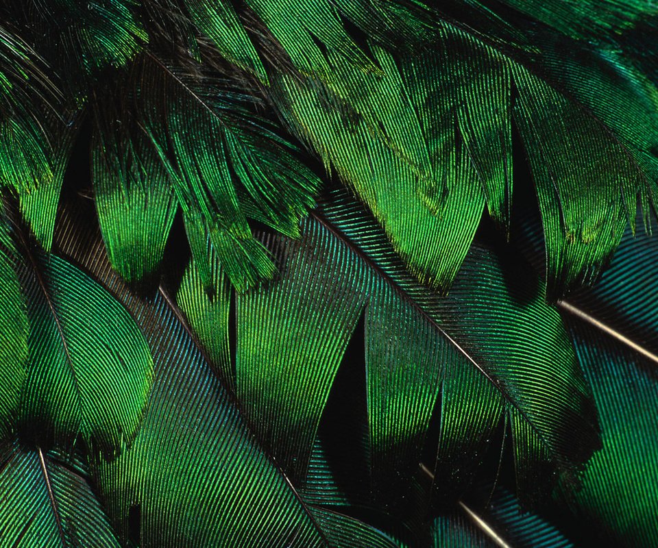 Обои текстура, фон, перья, красиво, texture, background, feathers, beautiful разрешение 2560x1600 Загрузить