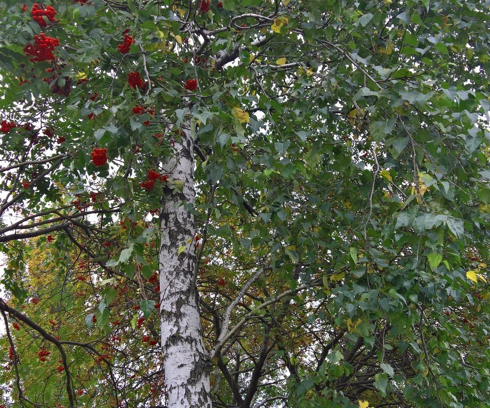 Обои настроение, парк, осень, лист, ягоды, береза, рябина, mood, park, autumn, sheet, berries, birch, rowan разрешение 2869x4731 Загрузить