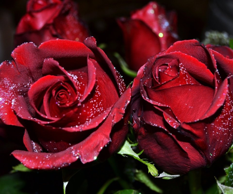 Обои цветы, розы, бордовые, flowers, roses, burgundy разрешение 2560x1600 Загрузить