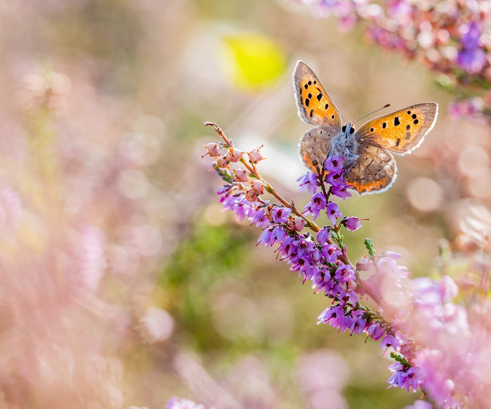 Обои цветы, макро, насекомое, бабочка, крылья, размытость, flowers, macro, insect, butterfly, wings, blur разрешение 3840x2400 Загрузить