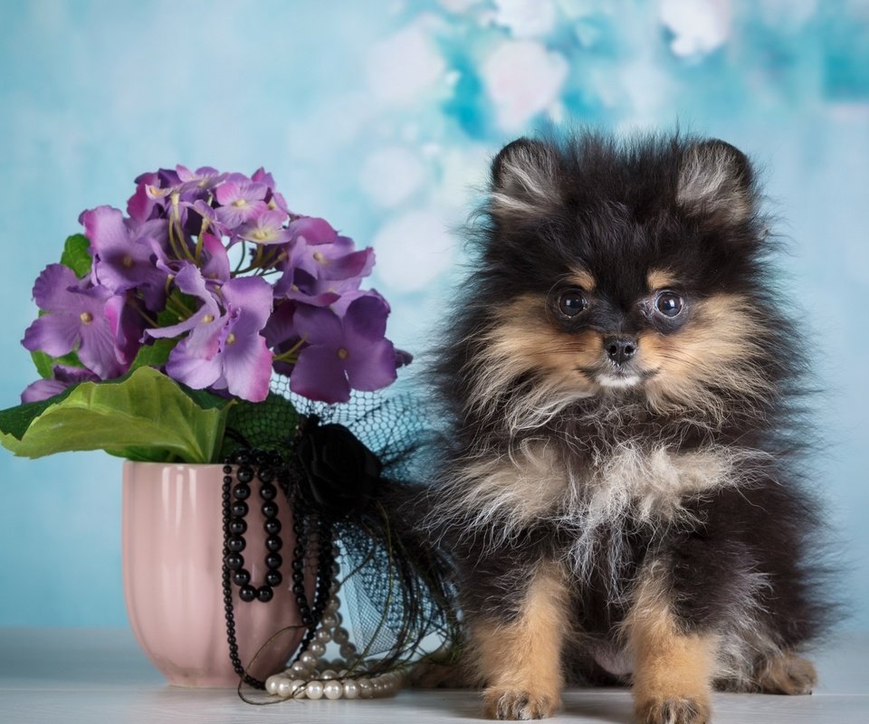 Обои цветы, фон, собака, щенок, бусы, ваза, шпиц, flowers, background, dog, puppy, beads, vase, spitz разрешение 2880x1800 Загрузить