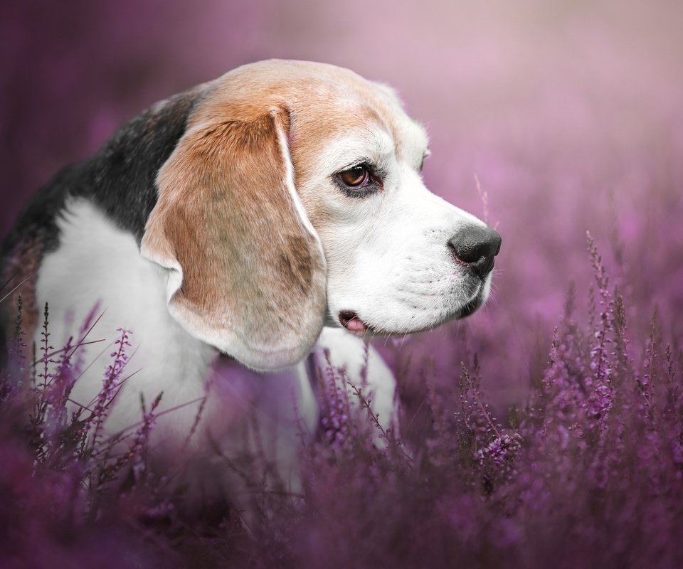 Обои цветы, взгляд, собака, профиль, люси, бигль, mona höhler, flowers, look, dog, profile, lucy, beagle разрешение 2880x1800 Загрузить