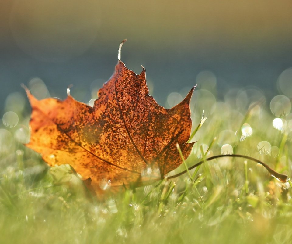 Обои трава, макро, осень, лист, grass, macro, autumn, sheet разрешение 1920x1200 Загрузить