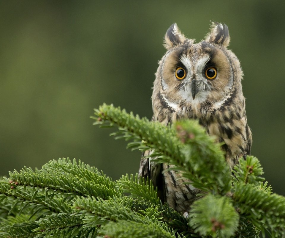 Обои глаза, сова, хвоя, ветки, взгляд, птица, клюв, ушастая сова, eyes, owl, needles, branches, look, bird, beak, long-eared owl разрешение 1920x1200 Загрузить