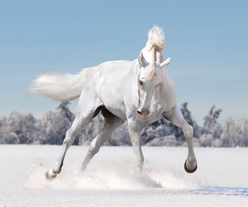 Обои лошадь, снег, зима, конь, грива, копыта, horse, snow, winter, mane, hooves разрешение 2880x1800 Загрузить