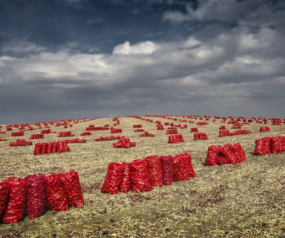 Обои небо, облака, поле, лук, урожай, овощи, мешки, the sky, clouds, field, bow, harvest, vegetables, bags разрешение 2048x1152 Загрузить