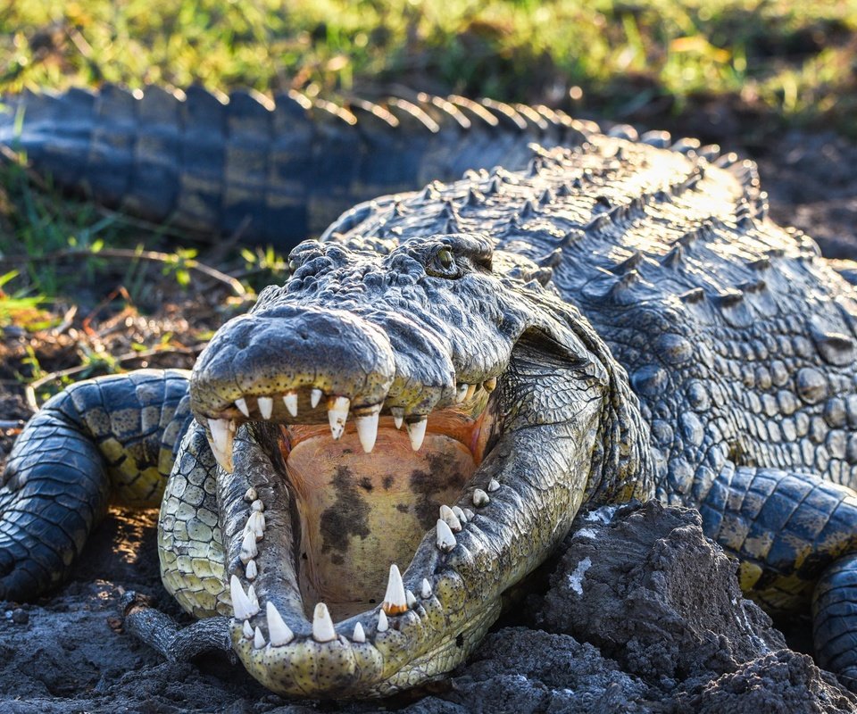 Обои зубы, крокодил, пасть, пресмыкающиеся, teeth, crocodile, mouth, reptiles разрешение 2048x1254 Загрузить