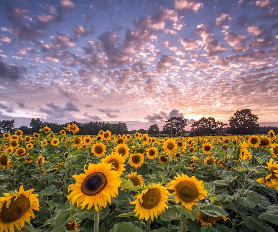 Обои небо, цветы, облака, деревья, поле, горизонт, подсолнухи, the sky, flowers, clouds, trees, field, horizon, sunflowers разрешение 2048x1264 Загрузить