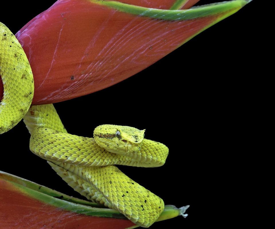 Обои цветок, змея, рептилия, пресмыкающиеся, flower, snake, reptile, reptiles разрешение 1920x1200 Загрузить