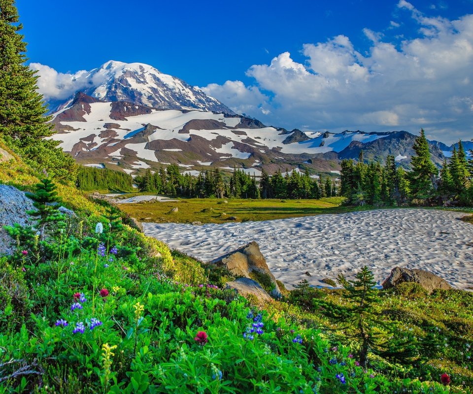 Обои цветы, деревья, горы, снег, сша, штат вашингтон, flowers, trees, mountains, snow, usa, washington разрешение 2048x1470 Загрузить