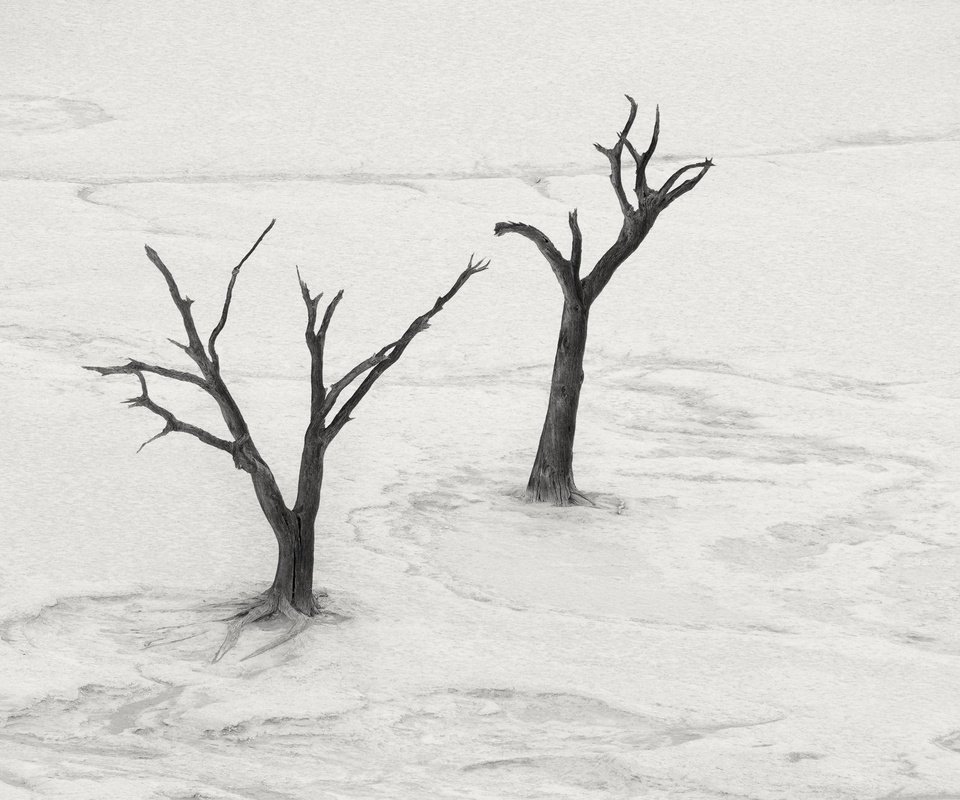 Обои дерево, пейзаж, пустыня, чёрно-белое, tree, landscape, desert, black and white разрешение 2048x1300 Загрузить