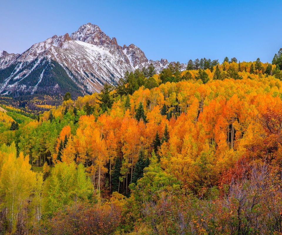 Обои деревья, горы, лес, осень, сша, колорадо, аспен, trees, mountains, forest, autumn, usa, colorado, aspen разрешение 2048x1365 Загрузить