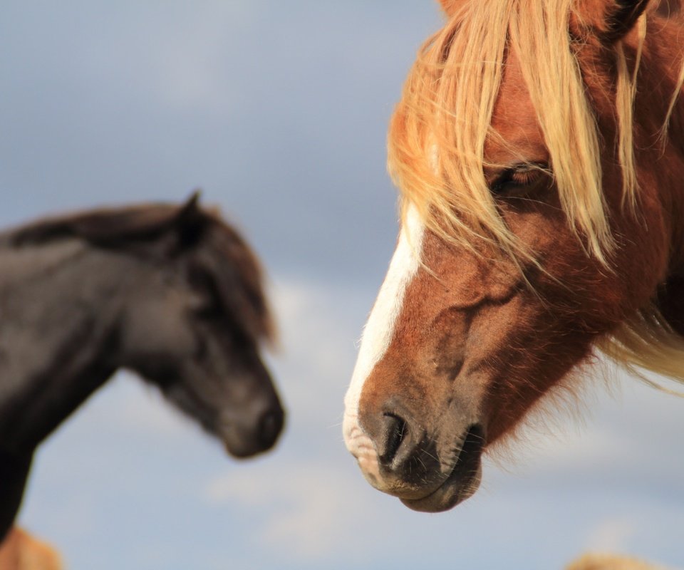 Обои лошадь, фон, конь, грива, horse, background, mane разрешение 2048x1365 Загрузить