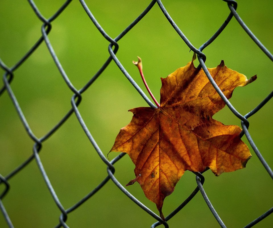 Обои макро, осень, лист, сетка, кленовый лист, рабица, macro, autumn, sheet, mesh, maple leaf, netting разрешение 3800x2712 Загрузить