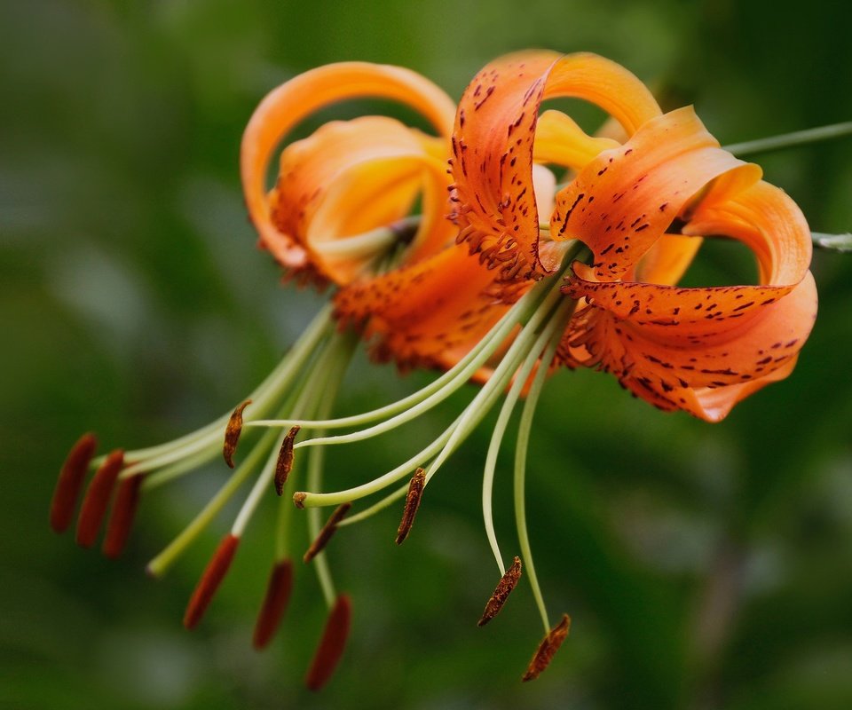 Обои цветы, макро, тычинки, лилии, боке, тигровая лилия, flowers, macro, stamens, lily, bokeh, tiger lily разрешение 2048x1428 Загрузить