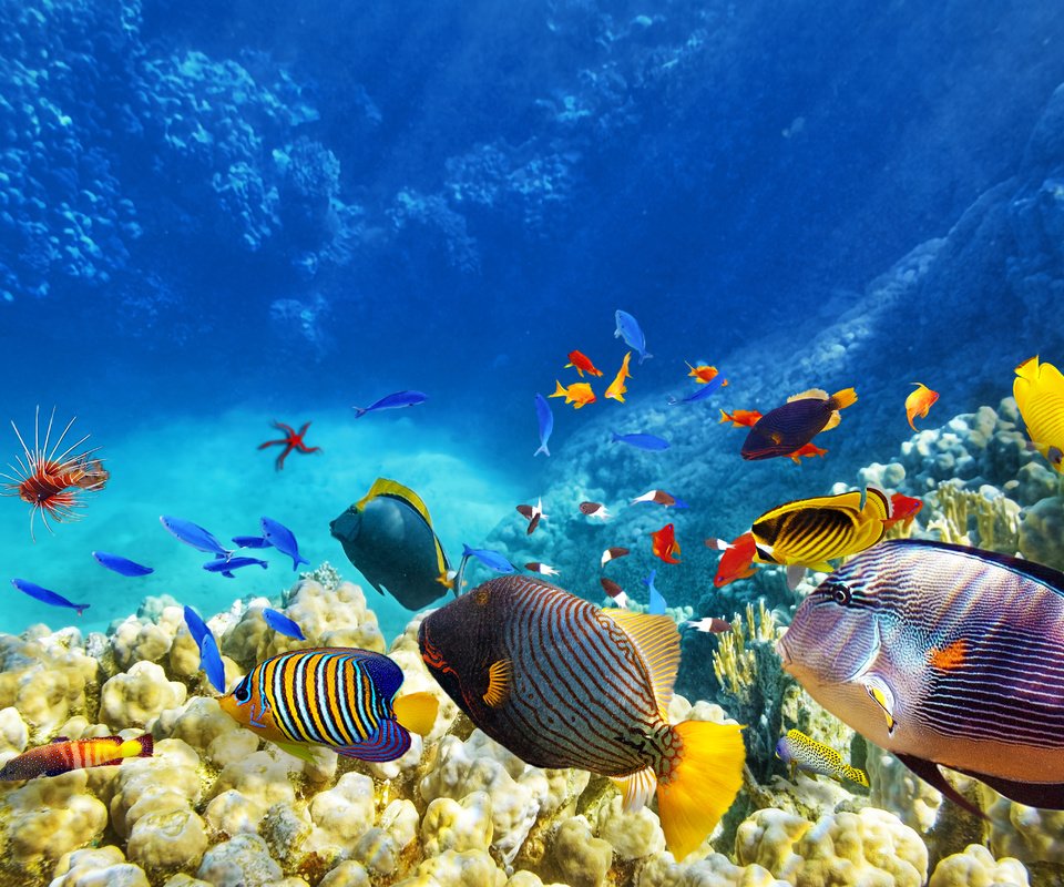 Обои море, рыбы, кораллы, sea, fish, corals разрешение 5000x3333 Загрузить