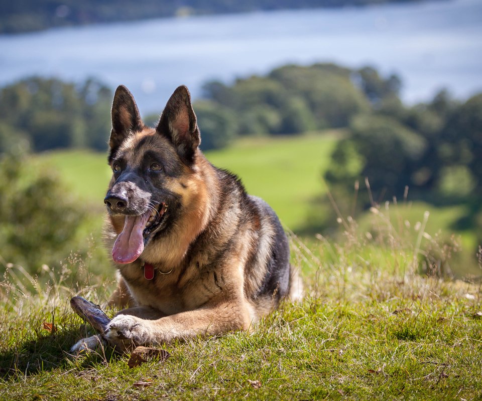 Обои трава, собака, язык, немецкая овчарка, овчарка, grass, dog, language, german shepherd, shepherd разрешение 3840x2400 Загрузить