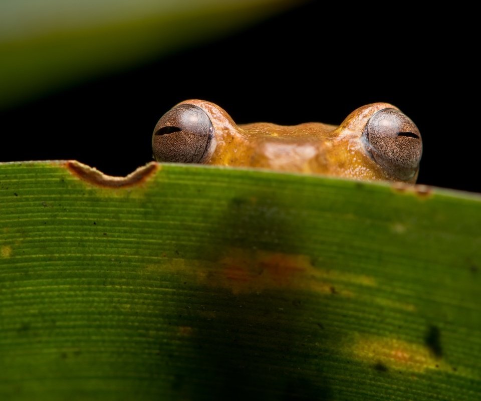 Обои глаза, природа, взгляд, лист, лягушка, eyes, nature, look, sheet, frog разрешение 2560x1579 Загрузить