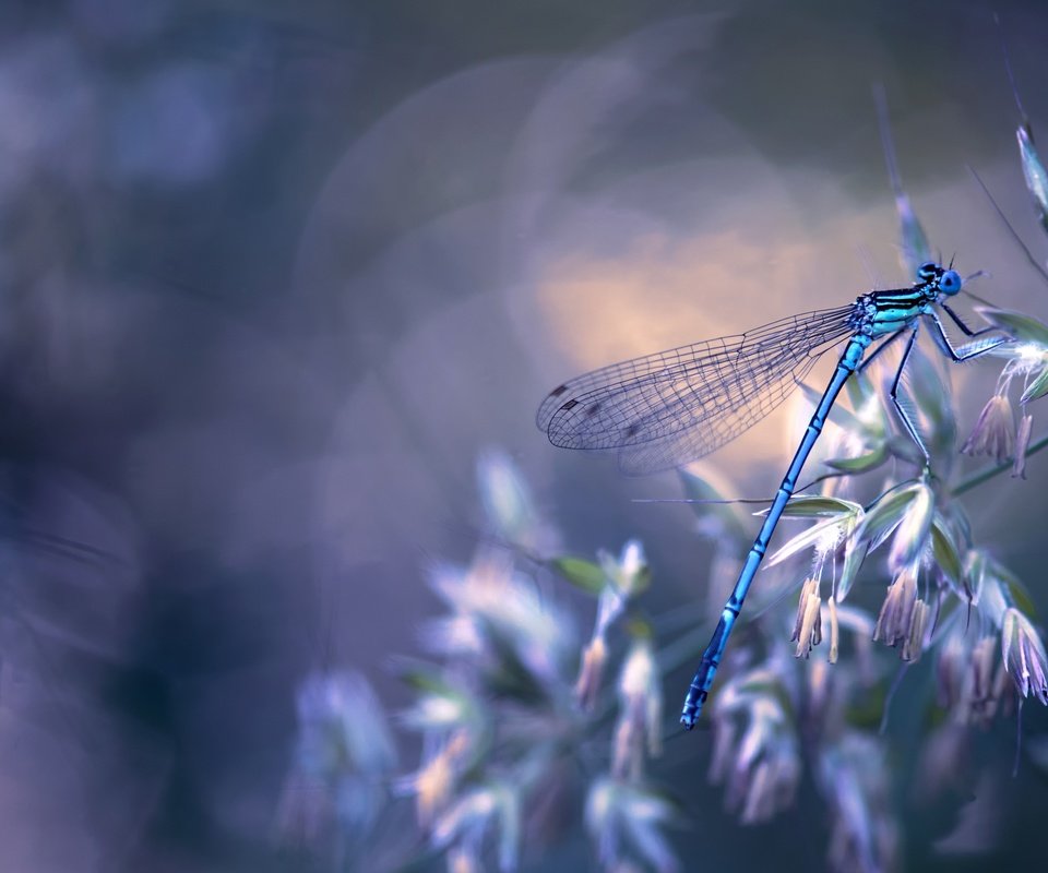 Обои природа, макро, насекомое, крылья, стрекоза, боке, травинка, nature, macro, insect, wings, dragonfly, bokeh, a blade of grass разрешение 4043x2682 Загрузить