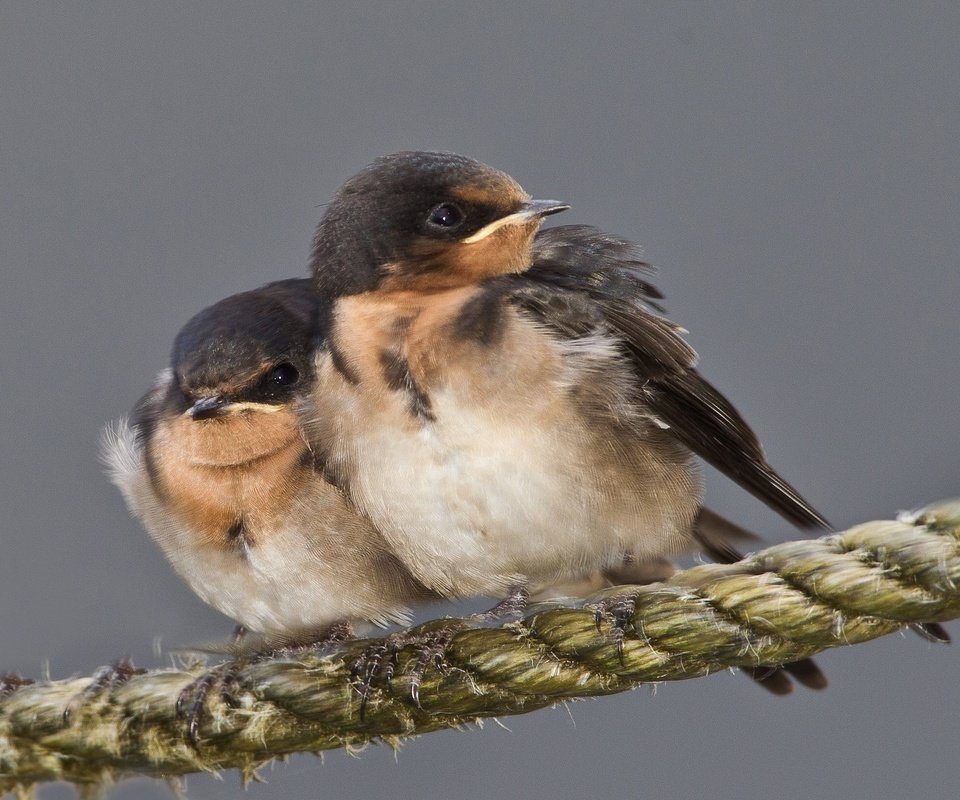 Обои птенец, птица, клюв, веревка, ласточка, chick, bird, beak, rope, swallow разрешение 2048x1362 Загрузить