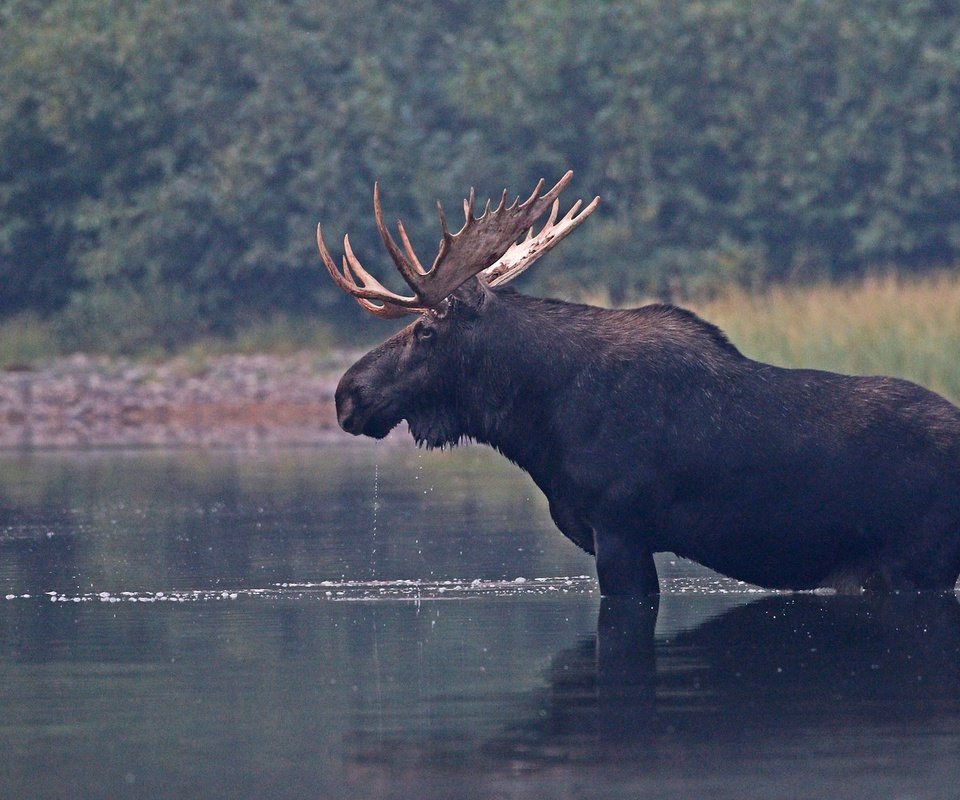 Обои река, природа, рога, лось, river, nature, horns, moose разрешение 2048x1293 Загрузить