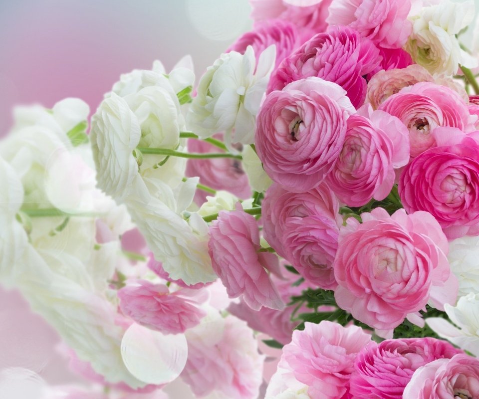 Обои розовые цветы, белая, красива,  цветы, ранункулюс, лютики, пинк, pink flowers, white, beautiful, flowers, ranunculus, buttercups, pink разрешение 2560x1600 Загрузить