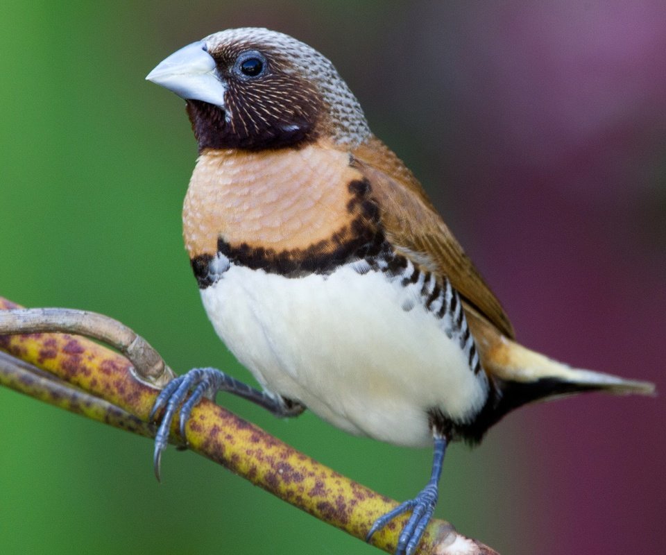 Обои ветка, птица, клюв, амадина, каштановогрудая амадина, branch, bird, beak, amadina, castroverde amadina разрешение 2048x1504 Загрузить