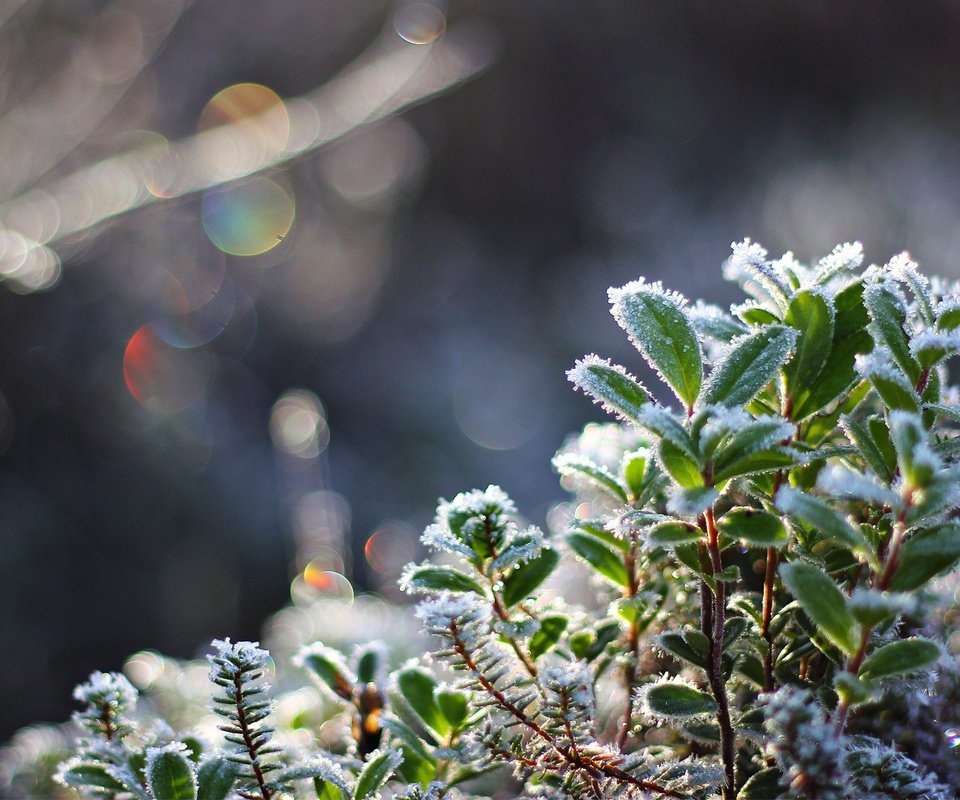 Обои снег, листья, макро, иней, холод, растение, кристаллы, боке, snow, leaves, macro, frost, cold, plant, crystals, bokeh разрешение 1920x1080 Загрузить