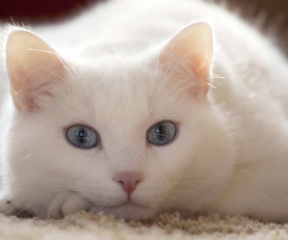 Обои кот, мордочка, усы, кошка, взгляд, белый, голубые глаза, cat, muzzle, mustache, look, white, blue eyes разрешение 3840x2400 Загрузить