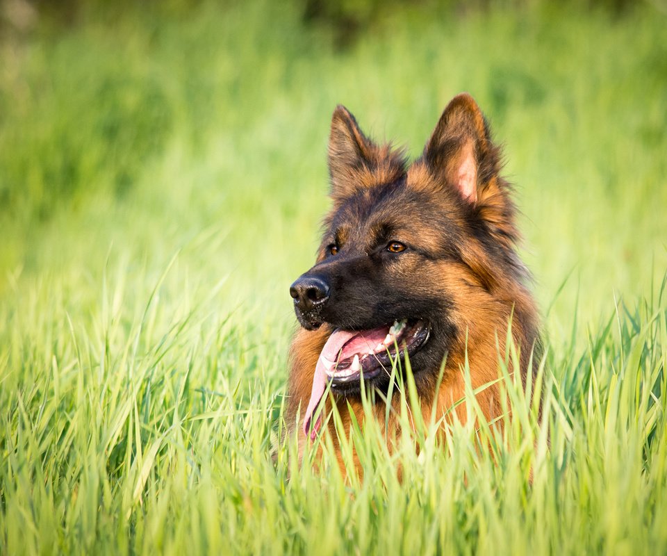 Обои трава, собака, язык, немецкая овчарка, j.wiselka, grass, dog, language, german shepherd разрешение 1920x1200 Загрузить