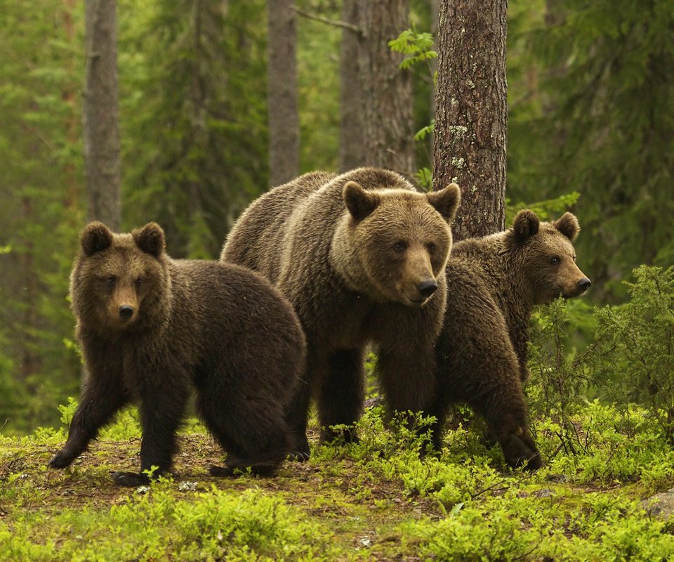 Обои медведи, медведица, медвежата, sylwia domaradzka, bears, bear разрешение 1920x1200 Загрузить