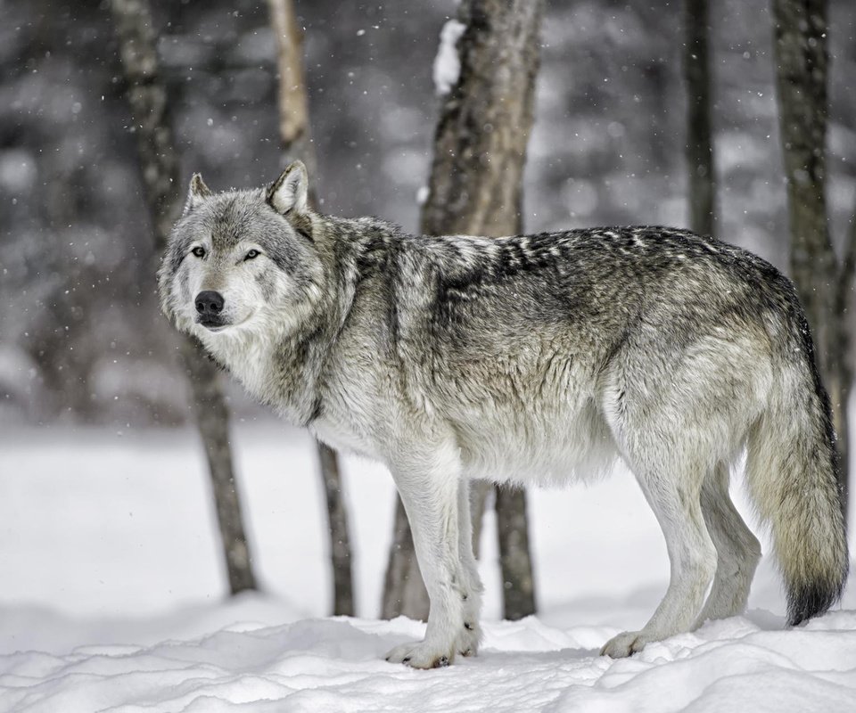 Обои снег, лес, зима, хищник, волк, волк в лесу, daniel parent, snow, forest, winter, predator, wolf, wolf in the forest разрешение 1920x1200 Загрузить