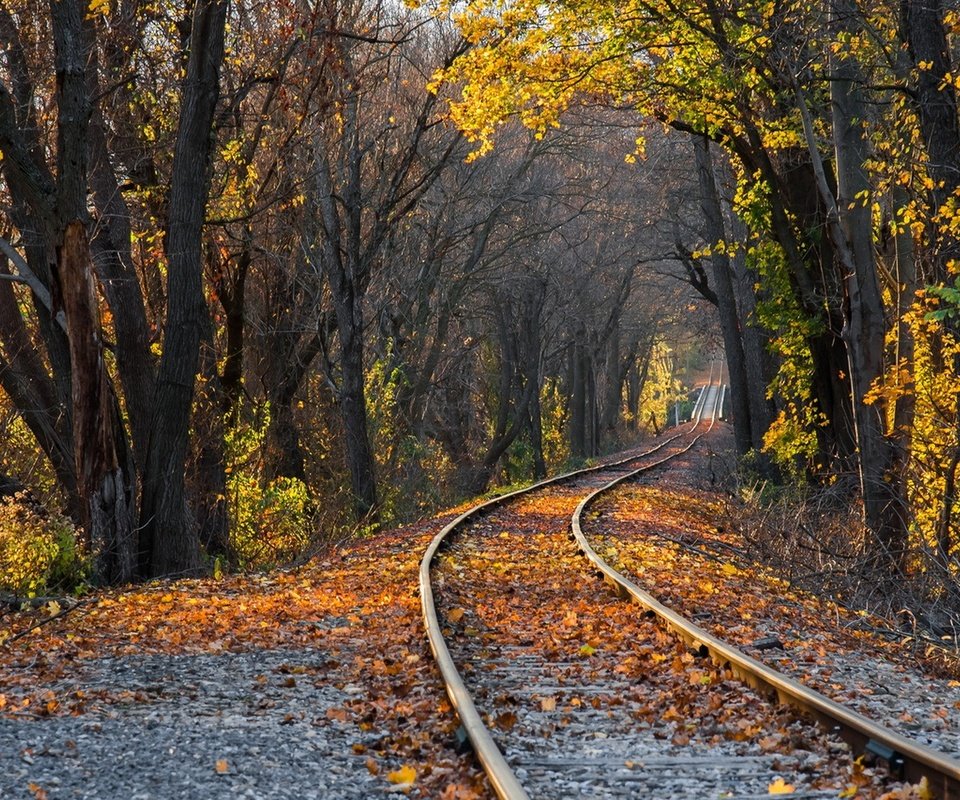 Обои деревья, железная дорога, рельсы, природа, лес, листья, парк, осень, trees, railroad, rails, nature, forest, leaves, park, autumn разрешение 1920x1080 Загрузить