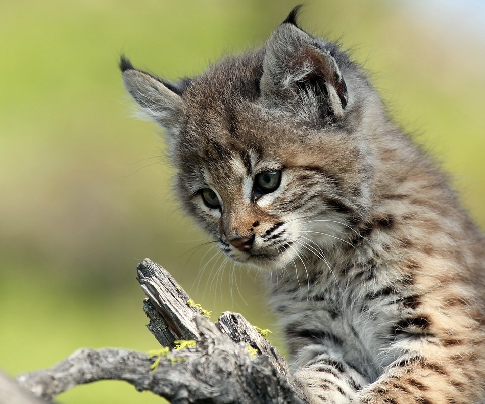 Обои рысь, мордочка, взгляд, котенок, детеныш, lynx, muzzle, look, kitty, cub разрешение 3840x2400 Загрузить