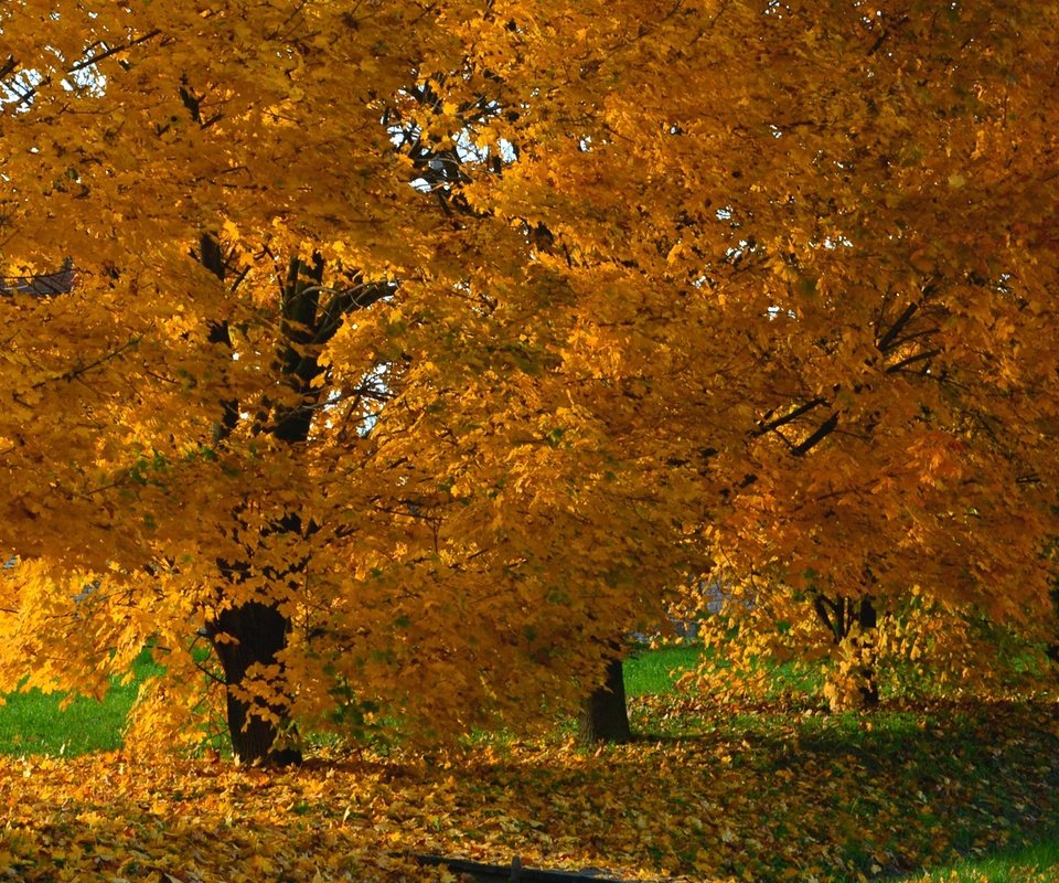 Обои деревья, природа, парк, осень, trees, nature, park, autumn разрешение 1920x1200 Загрузить