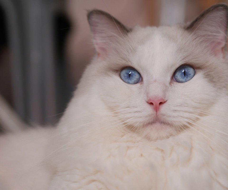 Обои кот, мордочка, усы, кошка, взгляд, голубые глаза, рэгдолл, cat, muzzle, mustache, look, blue eyes, ragdoll разрешение 2880x1800 Загрузить