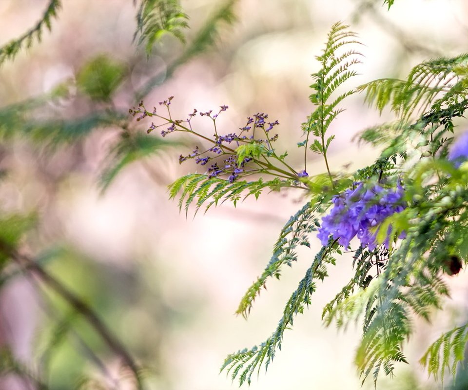 Обои цветы, природа, макро, фон, ветки, размытость, flowers, nature, macro, background, branches, blur разрешение 1920x1200 Загрузить