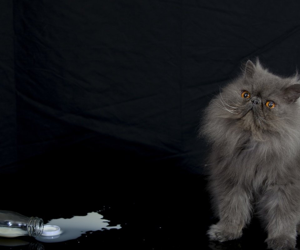 Обои кот, мордочка, усы, кошка, взгляд, черный фон, молоко, персидская, cat, muzzle, mustache, look, black background, milk, persian разрешение 2880x1800 Загрузить