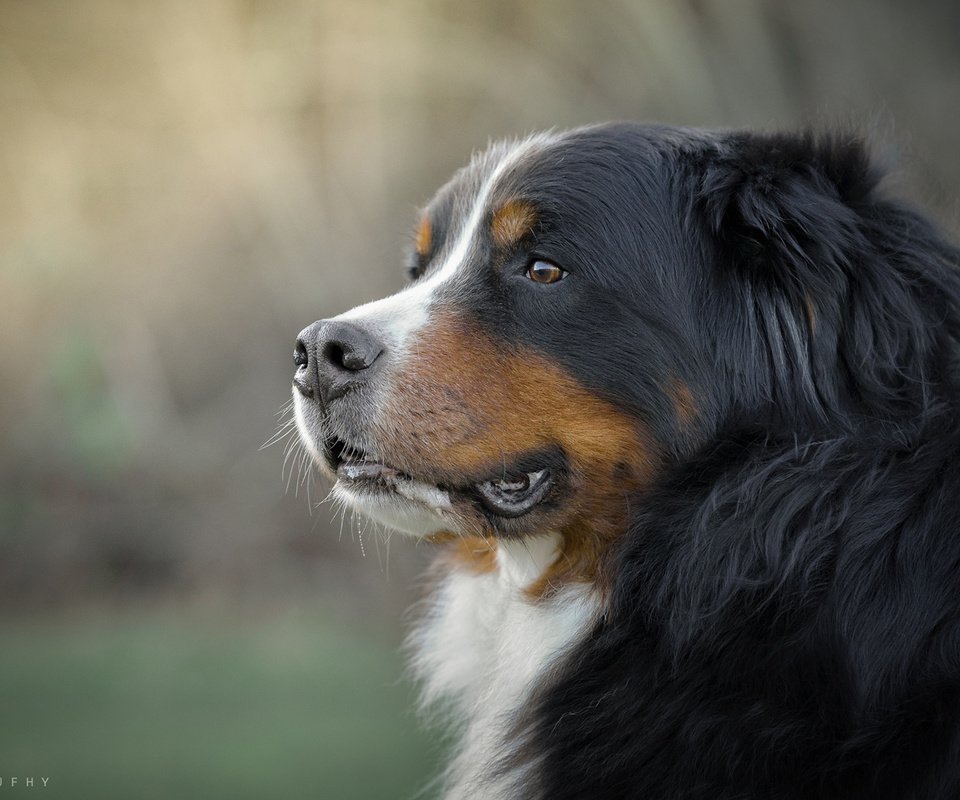 Обои морда, взгляд, собака, бернский зенненхунд, gordon rufh, face, look, dog, bernese mountain dog разрешение 1920x1200 Загрузить