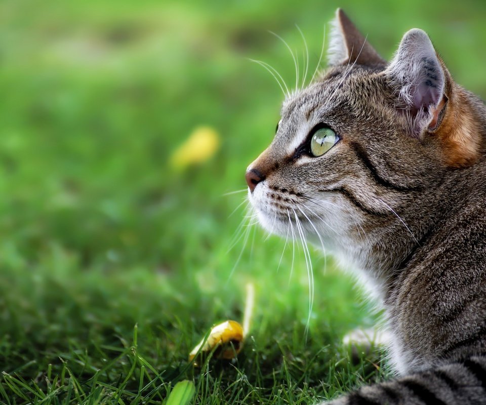 Обои трава, кот, мордочка, усы, кошка, взгляд, профиль, martin schaefer, grass, cat, muzzle, mustache, look, profile разрешение 2880x1800 Загрузить