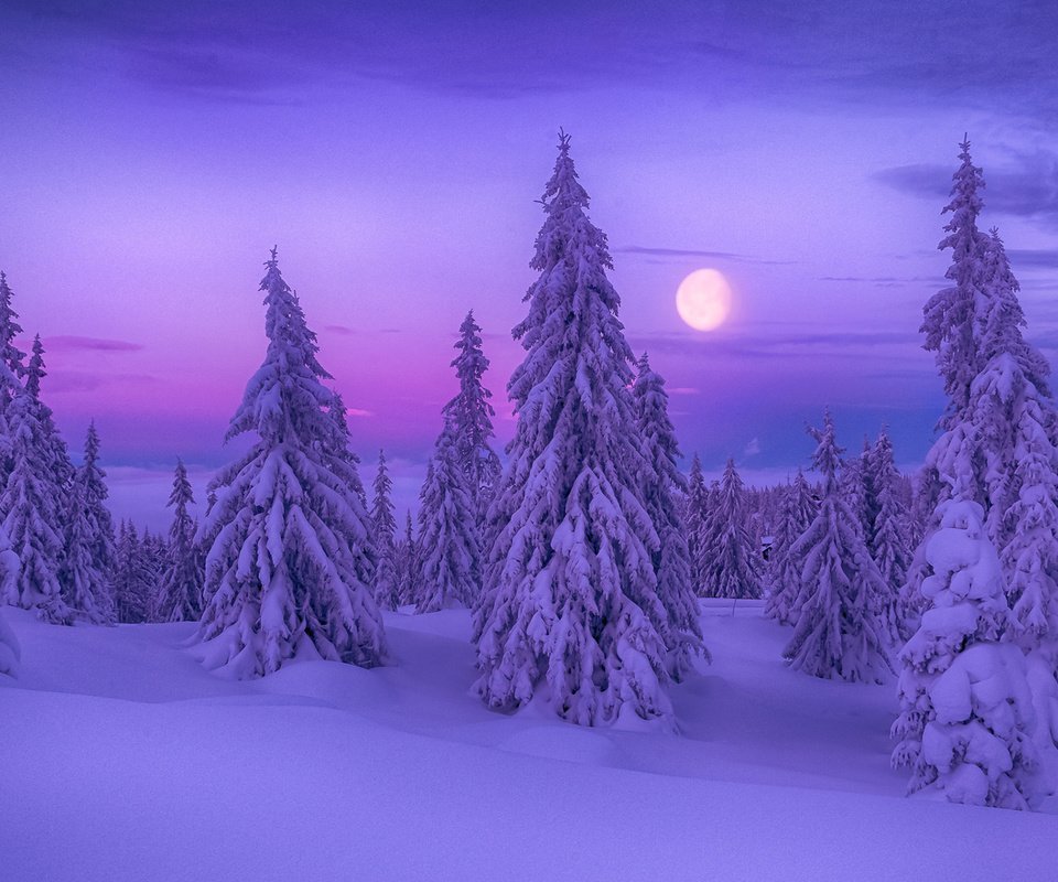 Обои ночь, деревья, снег, природа, лес, зима, луна, ели, night, trees, snow, nature, forest, winter, the moon, ate разрешение 1920x1200 Загрузить