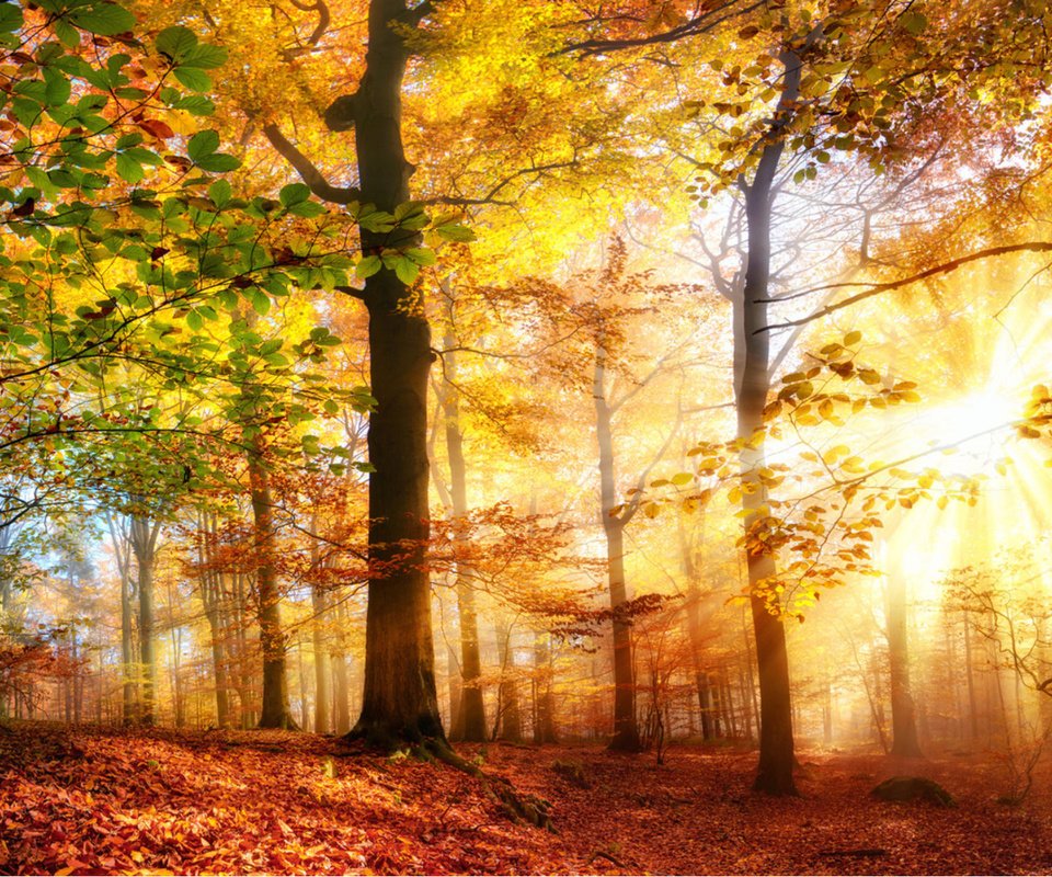 Обои деревья, солнце, природа, лес, лучи, осень, солнечный свет, smileus, trees, the sun, nature, forest, rays, autumn, sunlight разрешение 1920x1200 Загрузить