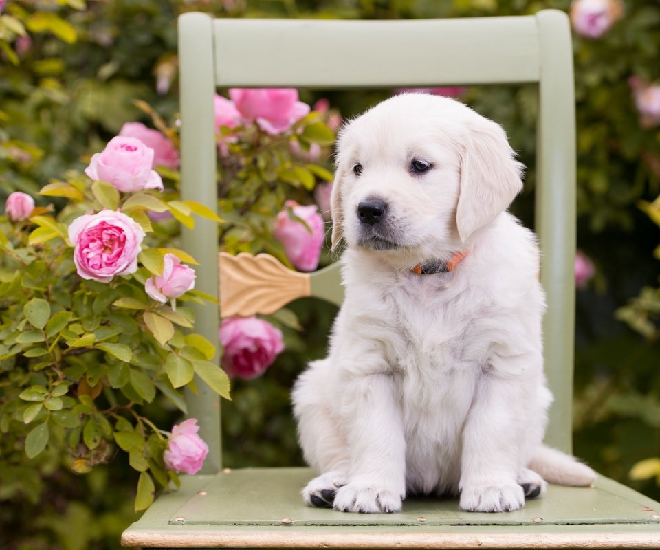 Обои цветы, розы, собака, стул, щенок, золотистый ретривер, flowers, roses, dog, chair, puppy, golden retriever разрешение 2880x1800 Загрузить