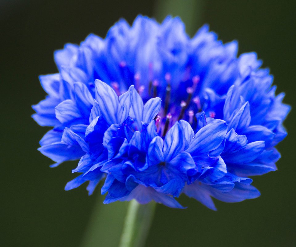 Обои синий, цветок, василек, крупным планом, blue, flower, cornflower, closeup разрешение 3840x2400 Загрузить