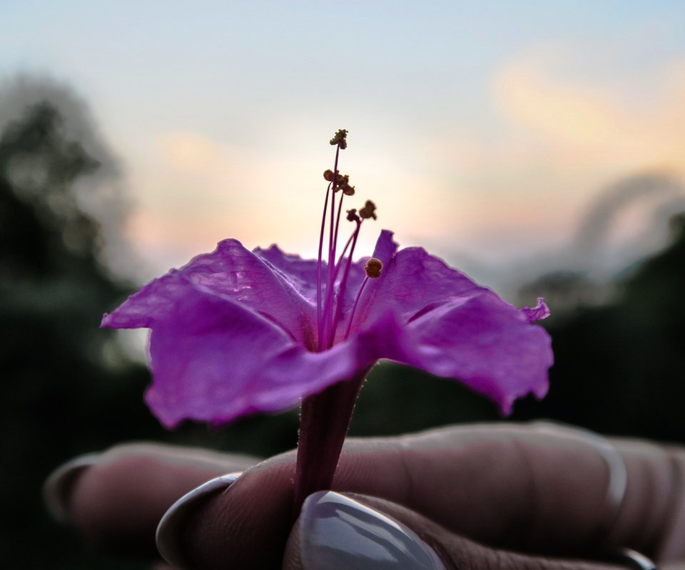 Обои рука, цветок, лепестки, фиолетовый, пальцы, маникюр, hand, flower, petals, purple, fingers, manicure разрешение 5472x3648 Загрузить
