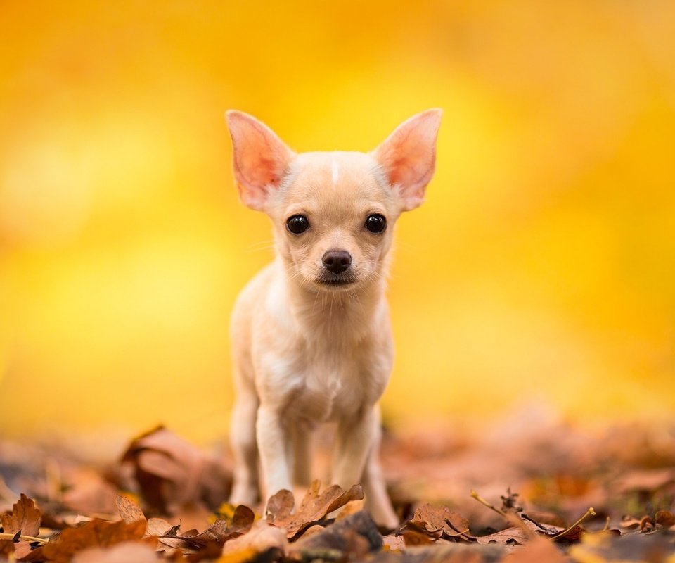 Обои листья, мордочка, взгляд, осень, собака, чихуахуа, leaves, muzzle, look, autumn, dog, chihuahua разрешение 1920x1200 Загрузить